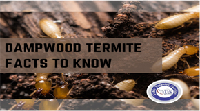 How to Control Dampwood Termites: Key Facts to Know