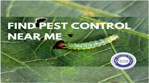 Best Ways to Find Pest Control Near Me