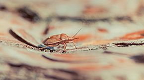 Fumigation for Cockroaches