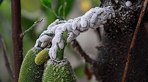 Professional Mango Bug Fumigation Services in Lahore