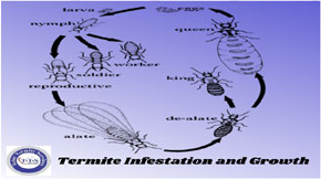 All You Need to Know About Termite Growth and Infestation