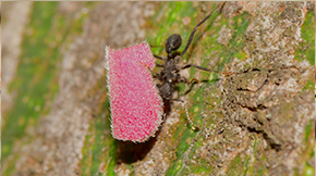 Ultimate Guide to Bedbug Eradication in Lahore