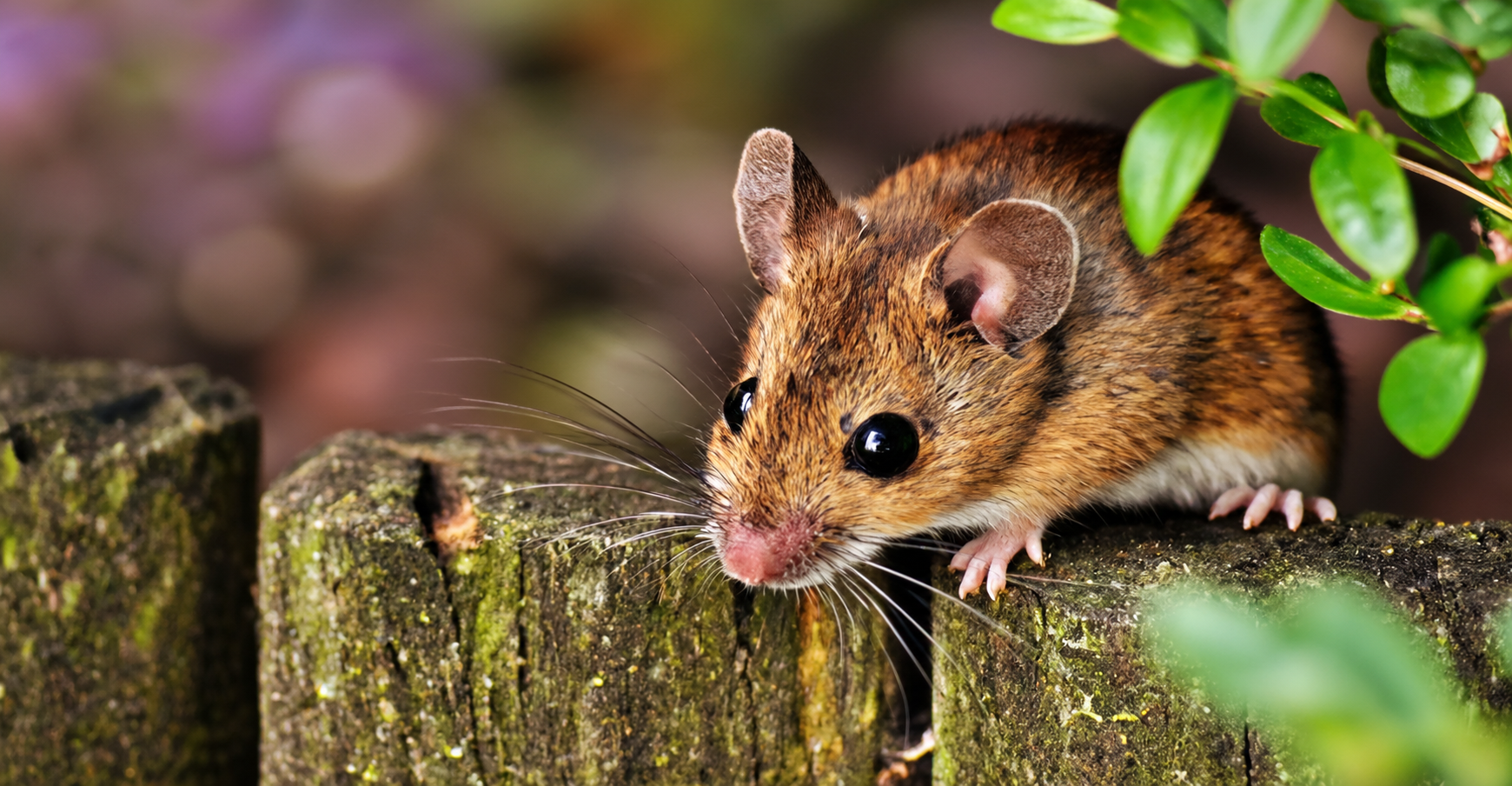 Mouse commonly found around homes and businesses