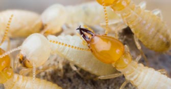 Termite Control Services