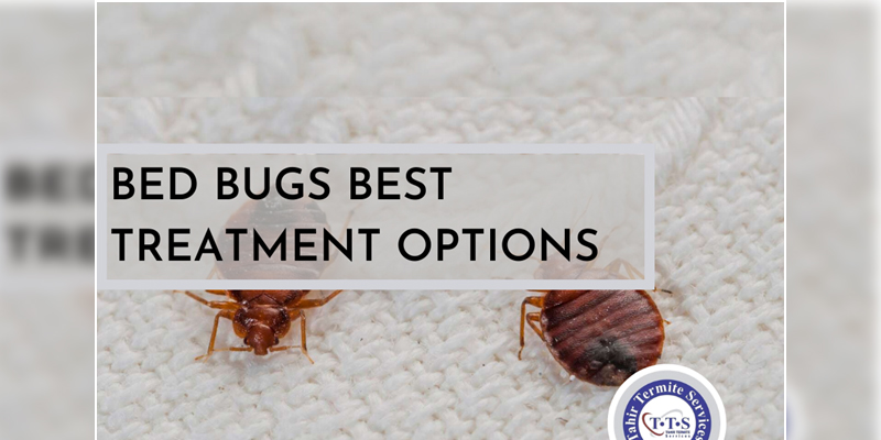 bed bugs best treatment options 