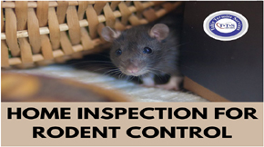 A guide on home inspection for rodent control