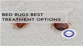 Bed bugs best treatment options you should know