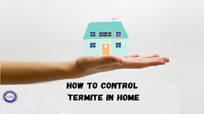 How to control termite in home – ways to prevent termites in home