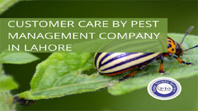 Why pest Management Company in Lahore pay attention to customer service?