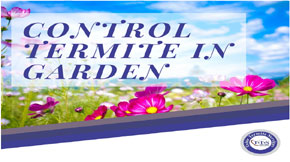 How to control termite from garden