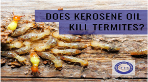 does kerosene work on termites