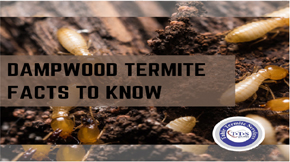 How to control Dampwood termite– Some Dampwood termite facts to know