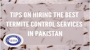 Tips on hiring the best termite control services in Pakistan