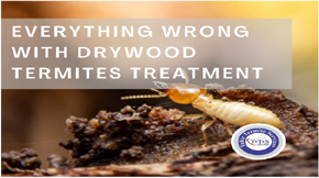 Everything wrong with drywood termites treatment Lahore