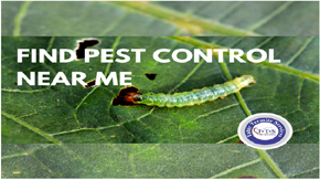 Best ways to find pest control near me