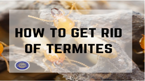 How to get rid of termite Pakistan
