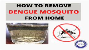 How to remove dengue mosquito from home