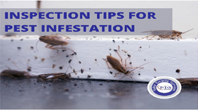 How to do inspection right to check pest infestation
