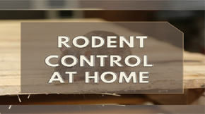 Rodent control methods you can use at home