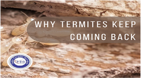 What cause termite to come back after drywood termite heat treatment?