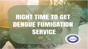 When you should get dengue fumigation service?