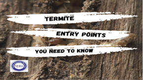 Everything about termite entry points you need to know