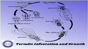 All you need to know about termite growth and infestation