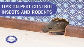 Tips for preventing mouse and rat infestation – pest control insects and rodents