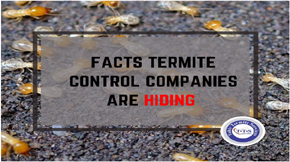 Facts that termite control companies in Pakistan hide from you