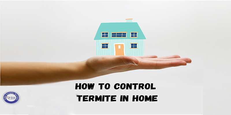 control termite in home, termite control services near me