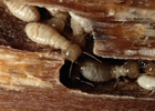 Drywood Termites Treatment