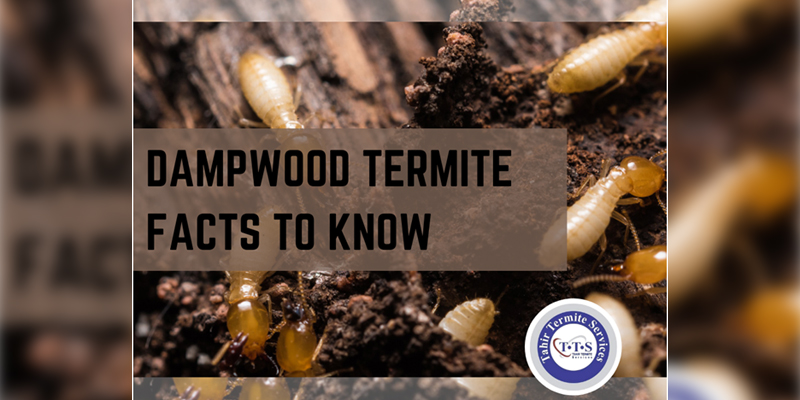 Essential Facts about Dampwood termites