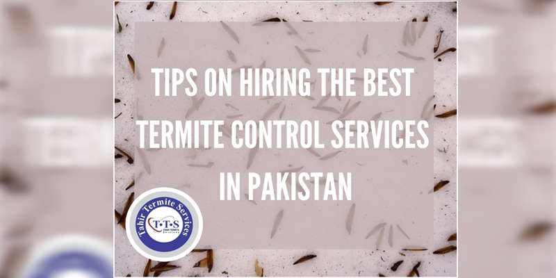 Essential tips you should consider while selecting termite services