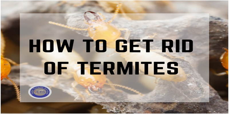 How to get rid of termite Pakistan – complete guide