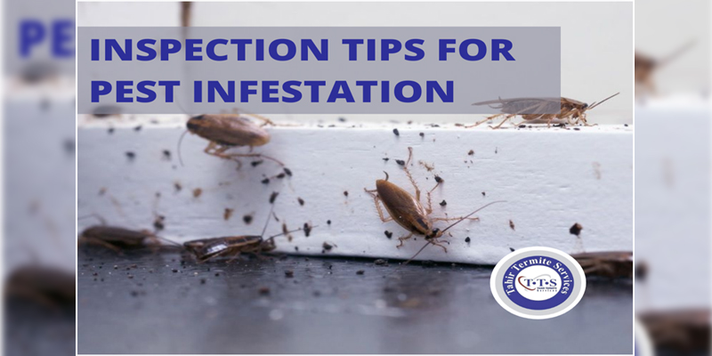 inspection tips to check pest infestation