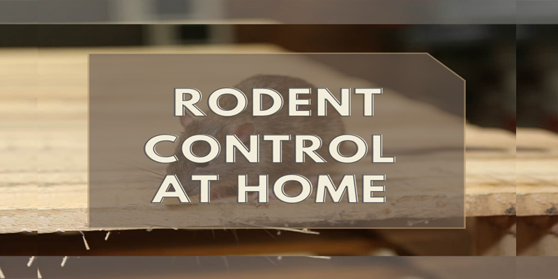methods to control rodents at home