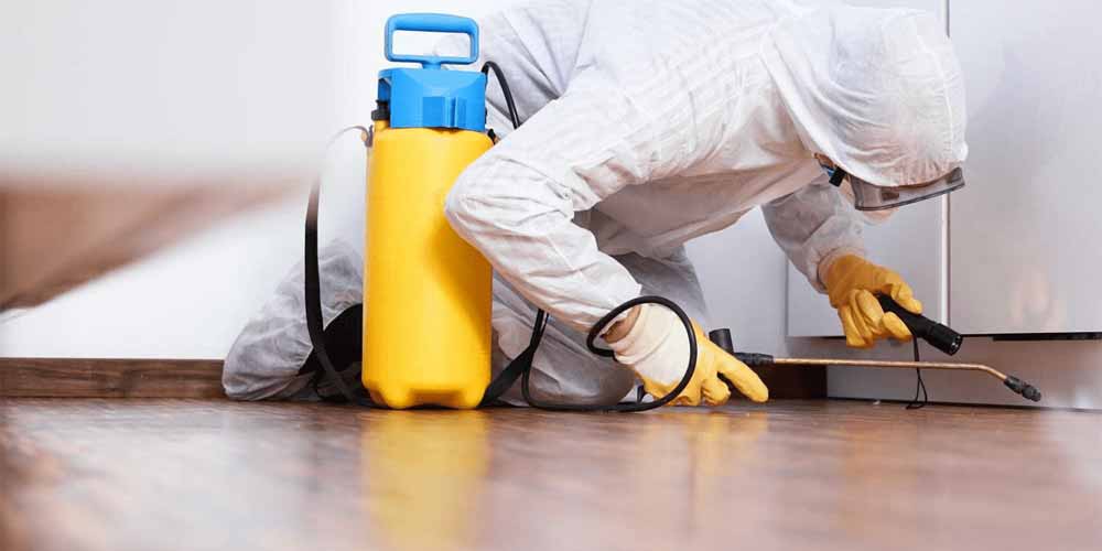 Pest Control Services In Lahore | Tahir Termite Services