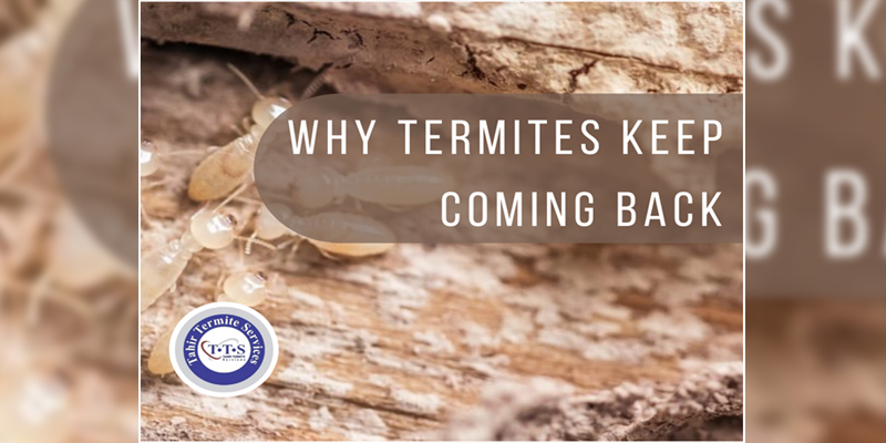 Reasons termites are coming back to your house