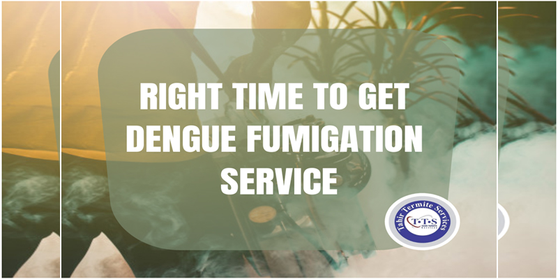 Right time to get dengue fumigation service