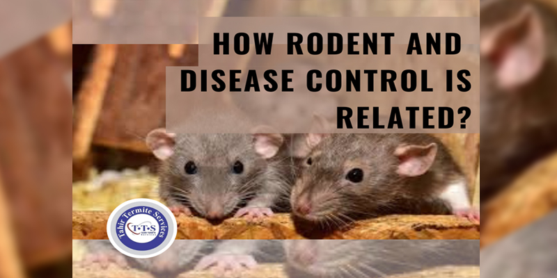 rodent and disease control is essential