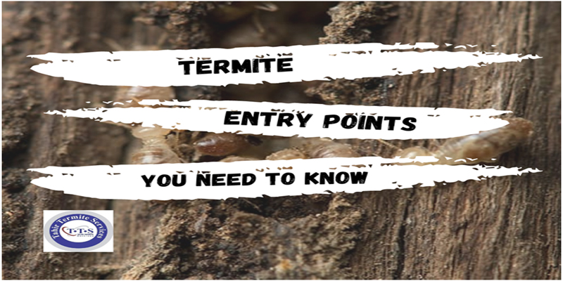 termite entry points you should know 