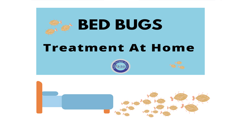 Tips for bed bugs treatment at home