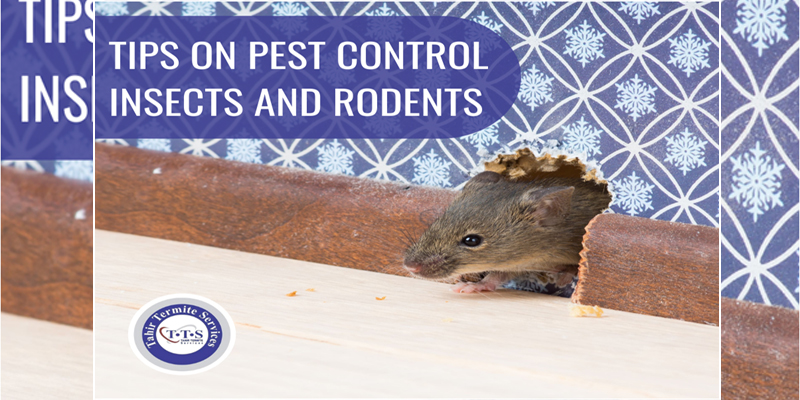 Tips on pest control insects and rodents