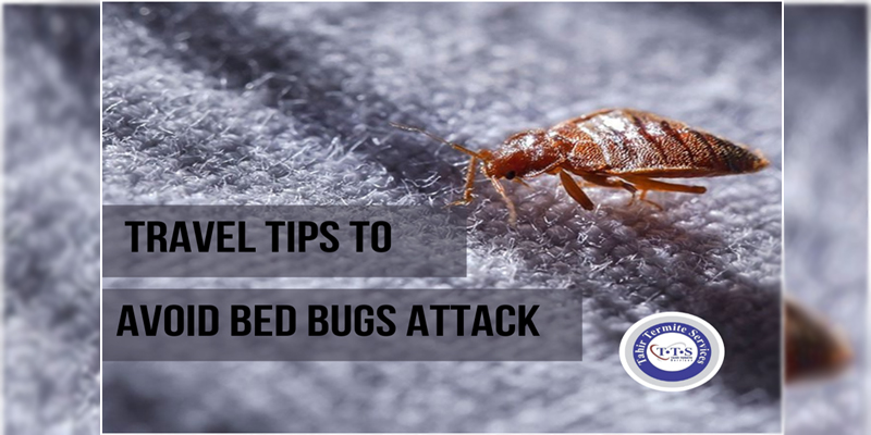 Tips to avoid bed bugs attack while traveling