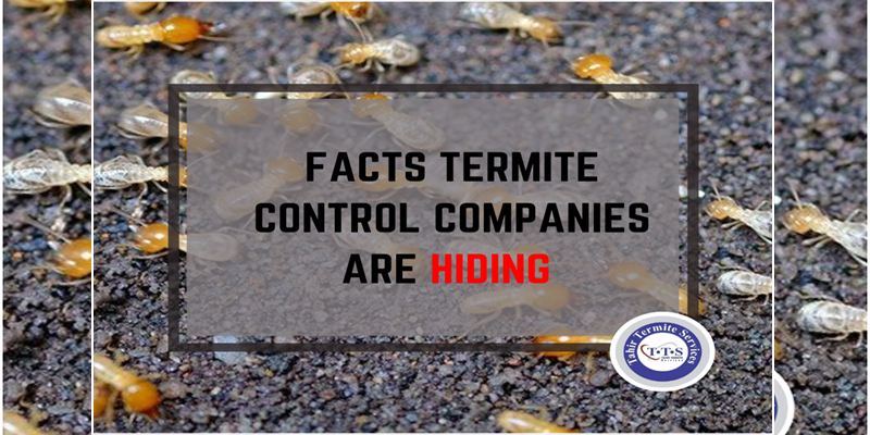 What termite control companies in Pakistan hiding from you?